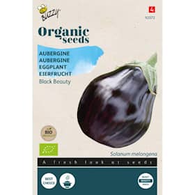 Buzzy Organic aubergine Black Beauty økologiske frø