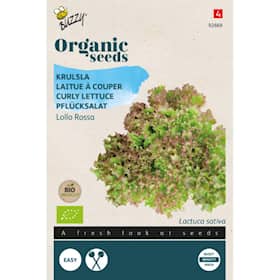 Buzzy Organic salat Lollo Rossa økologiske frø