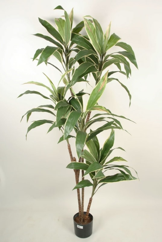 Silkeplanter kunstig Cordyline plante H120 cm