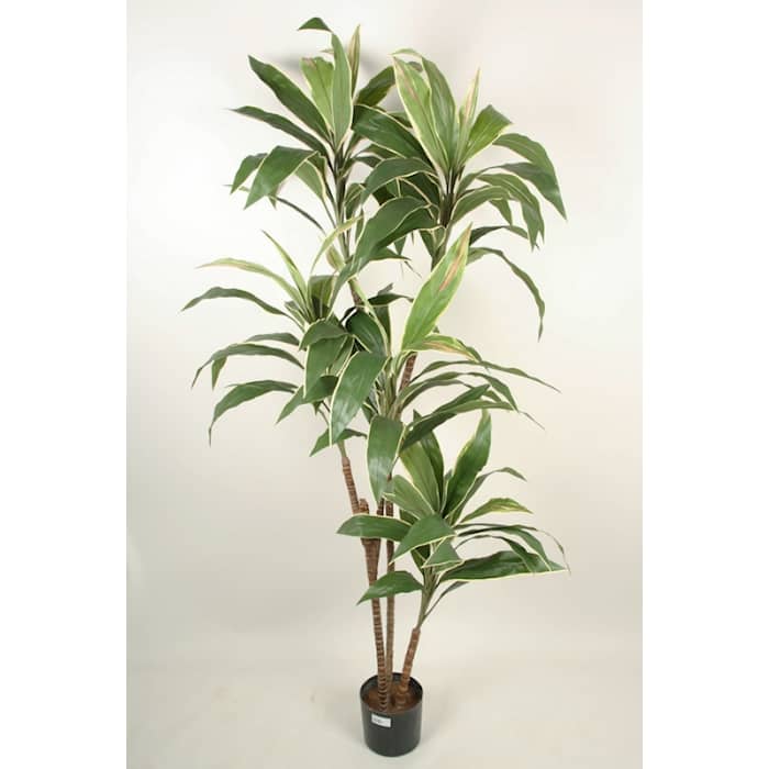 Silkeplanter kunstig Cordyline plante H120 cm