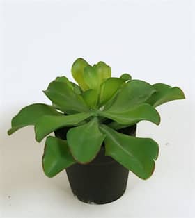 Silkeplanter kunstig Echeveria H20 cm