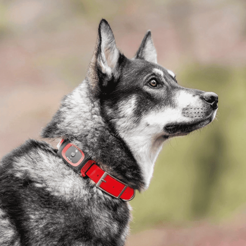 collar-minifinder-3-800x800.png