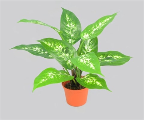 Silkeplanter kunstig Diffenbachia H35 cm