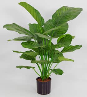 Silkeplanter kunstig Calathea Fasciata potte H72 cm