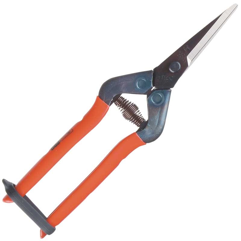 Silky Blomstersaks, Chikamasa