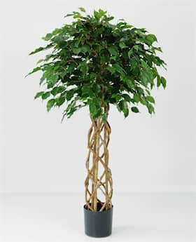 Silkeplanter kunstig Ficus Exotic træ med fletstamme H140 cm