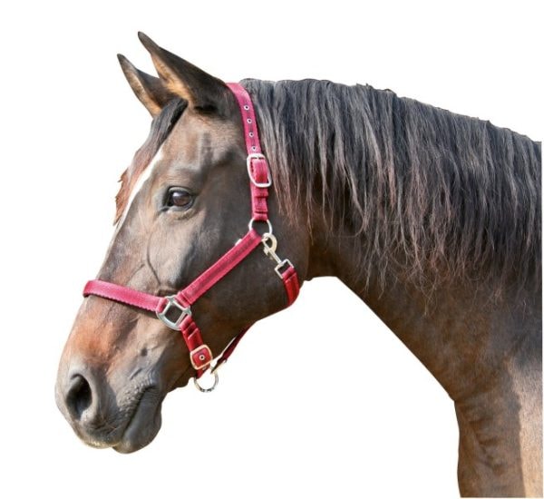 Halter Mustang Pony Green