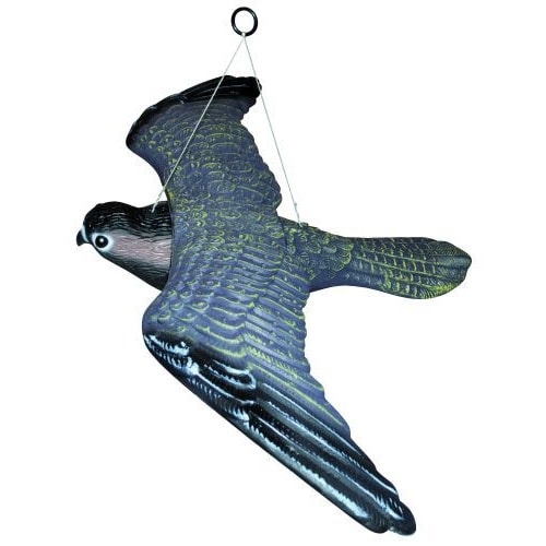 Ryom Flyvende rovfugl skræmmer