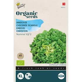 Buzzy Organic endiviesalat Vijf 2 økologiske frø
