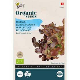 Buzzy Organic pluksalat Red Salad Bowl økologiske frø