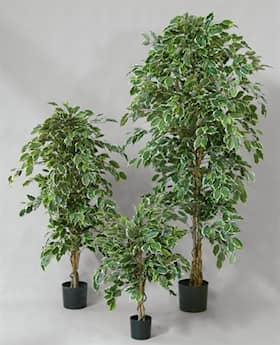 Silkeplanter kunstig Ficus Benjamina træ H160 cm