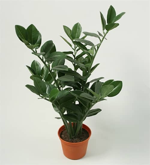 Silkeplanter kunstig Zamioculcas plante H45 cm