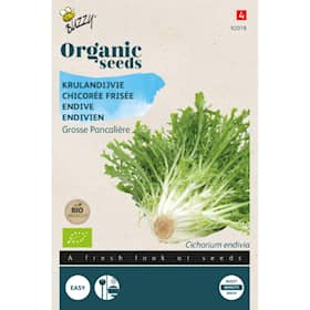 Buzzy Organic friséesalat Grosse Pancali økologiske frø