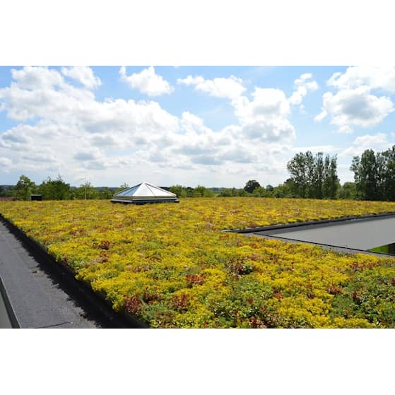 Nature Impact Roof grønt tag bakkesystem sedum 40 x 60 x 10 cm