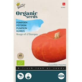 Buzzy Organic græskar Rouge Vif d'Etampes økologiske frø