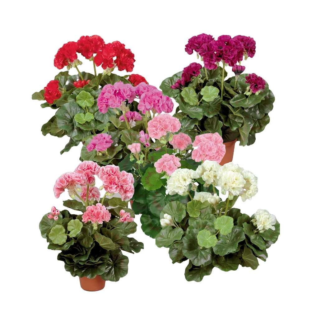 Silkeplanter kunstig Pelargonie lyserød H35 cm