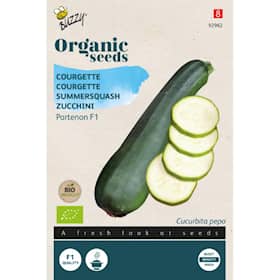 Buzzy Organic squash Partenon F1 økologiske frø