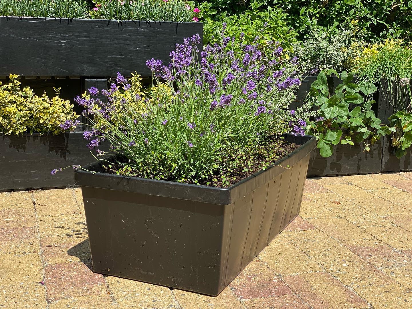 homefarm frishop2.jpg