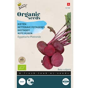 Buzzy Organic rødbede Turnip Egyptian økologiske frø