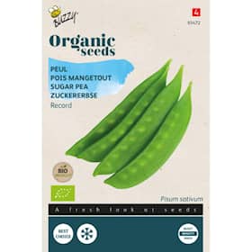 Buzzy Organic sukkerærter Record økologiske frø