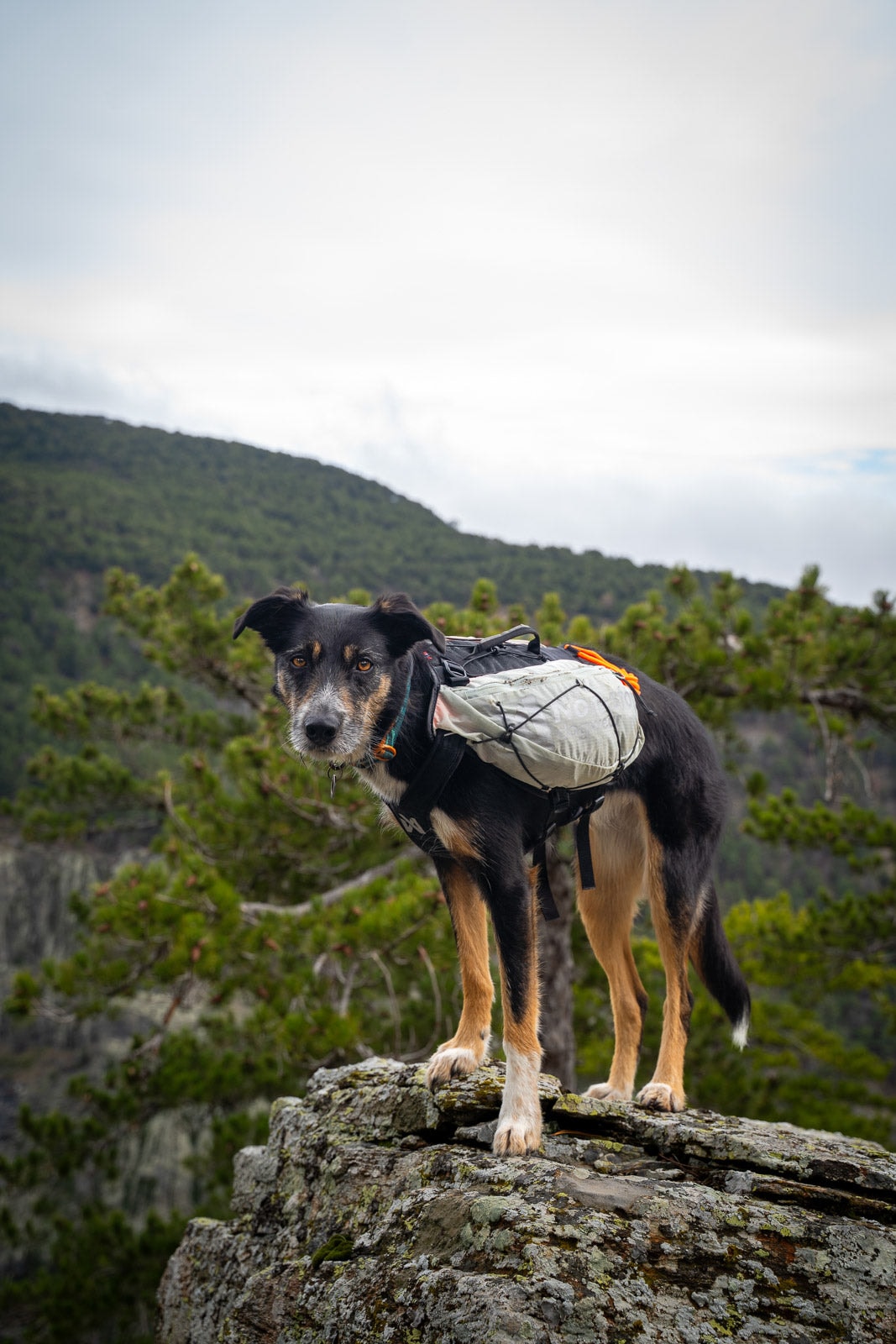 trail_light_dog_backpack_setting_7[1].jpg