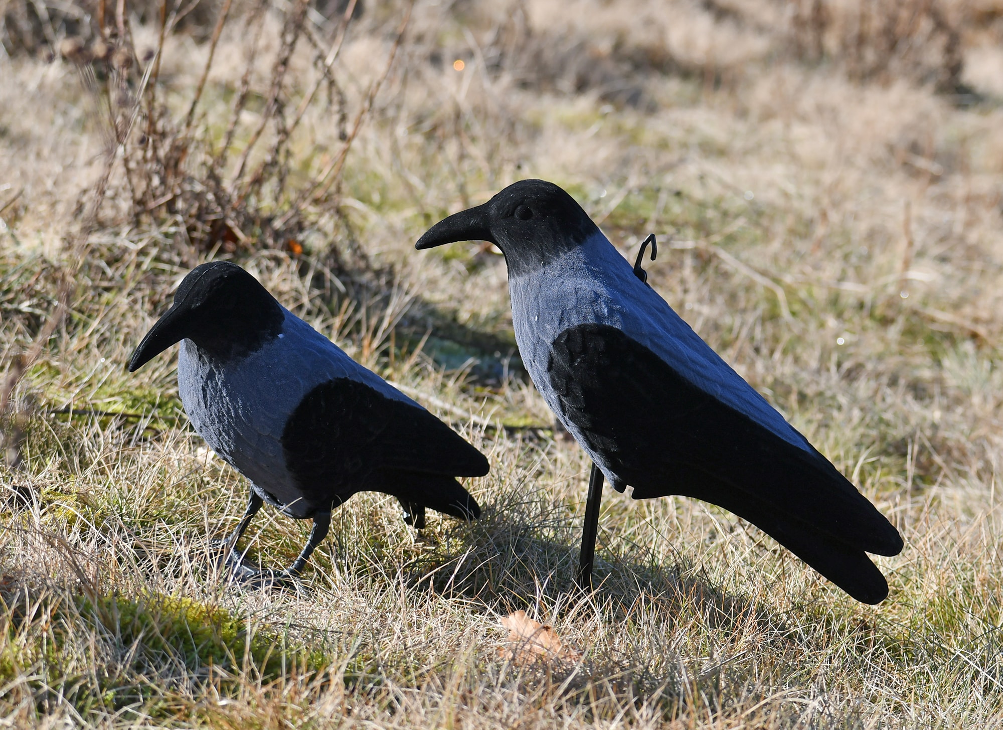 DSC_5414_web.jpg