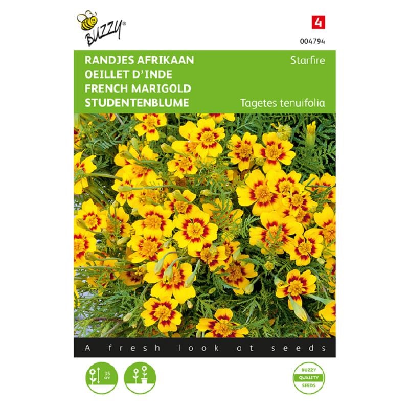 Buzzy fransk tagetes Marigold Starfire frø