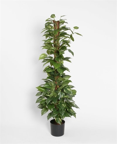 Silkeplanter kunstig Pothos på stamme H130 cm