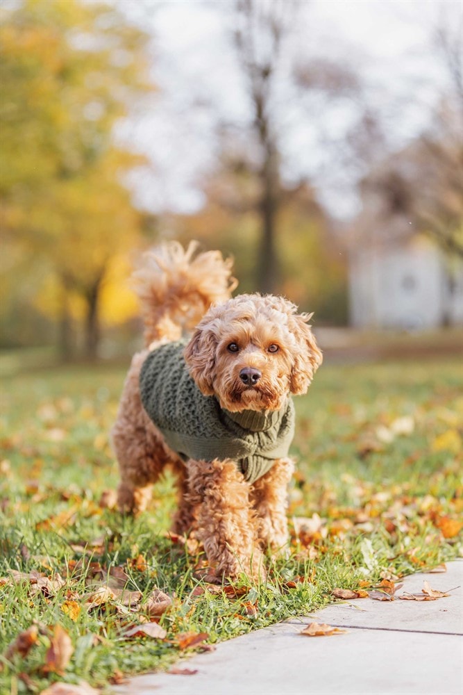 E_DOG_Maltipoo-Milo-Pullover-Norwood-Natur-2[1].jp