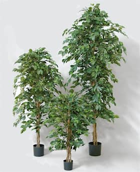 Silkeplanter kunstig Ficus Exotica træ H130 cm
