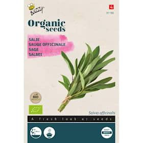 Buzzy Organic salvie økologiske frø