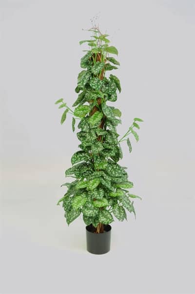 Silkeplanter kunstig Scindapsus plante H130 cm