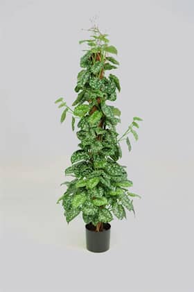 Silkeplanter kunstig Scindapsus plante H130 cm