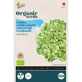 Buzzy Organic pluksalat Green Salad Bowl økologiske frø