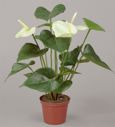 Silkeplanter kunstig Flamingoblomst hvid H42 cm