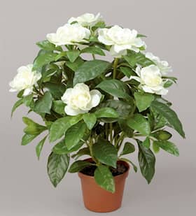 Silkeplanter kunstig Gardenia hvid H32 cm