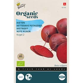 Buzzy Organic rødbede Detroit 2 økologiske frø