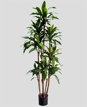 Silkeplanter kunstig Dracena palme H170 cm