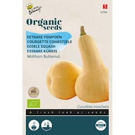 Buzzy Organic butternut squash Waltham økologiske frø