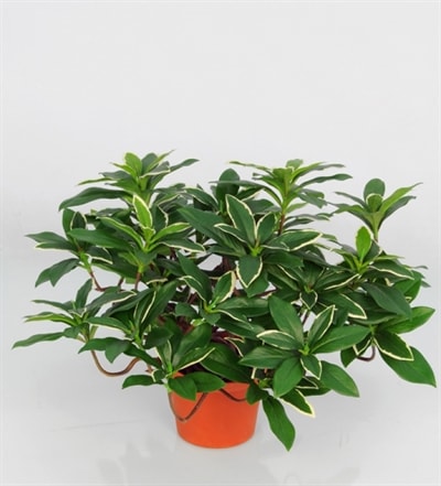 Silkeplanter kunstig Euonymus Japonicus H40 cm