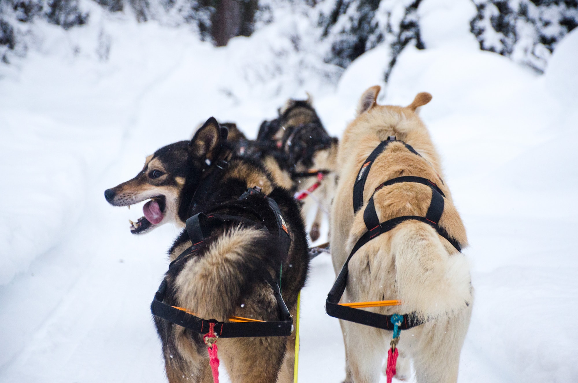 nonstopdogwear_b2b_Nansen Stick Harness_Dallas-Sti