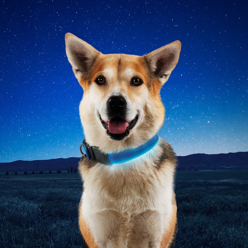 NiteDog™ dog collar with lighting, Large, blue, rechargeable, blue LED