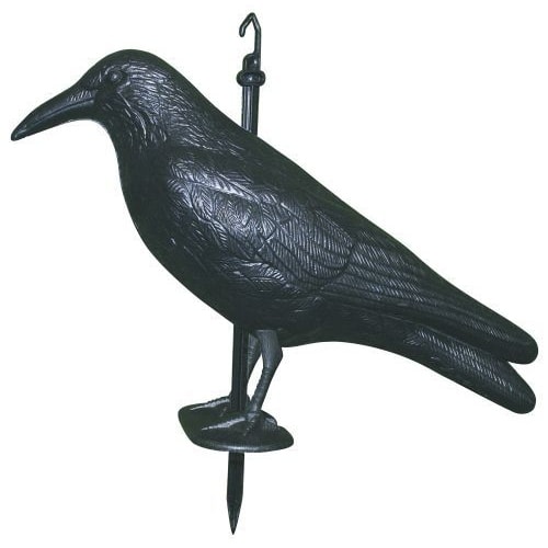 Ryom Krage skræmmer