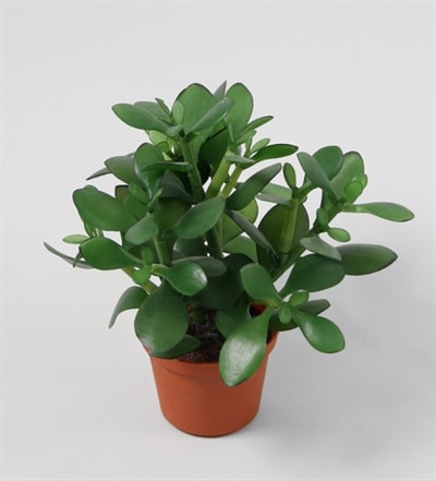 Silkeplanter kunstig Money plante H25 cm