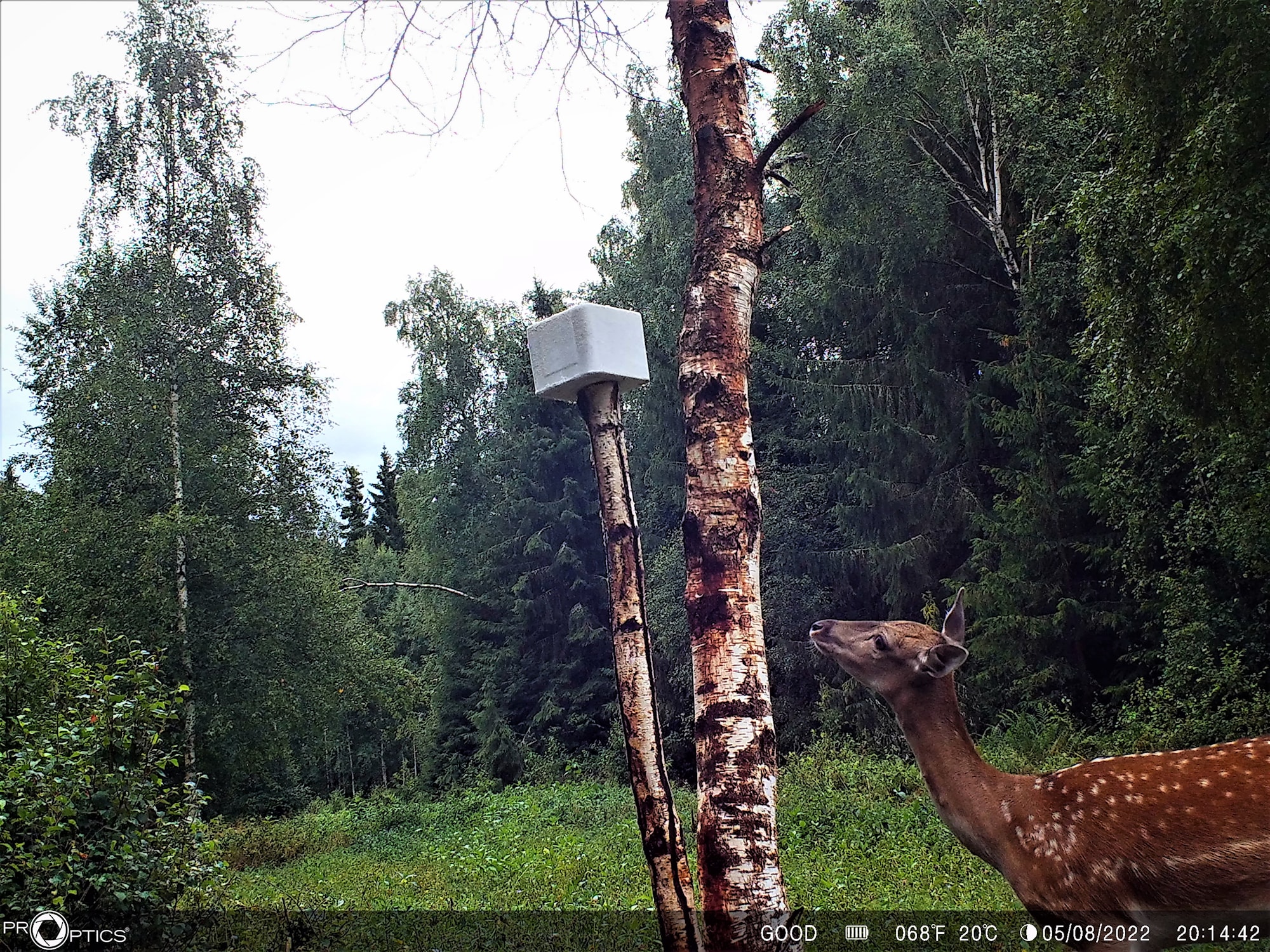 dovhind slicksten.jpg