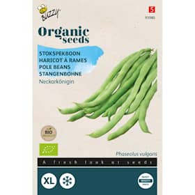Buzzy Organic stangbønne Neckarkönigin økologiske frø