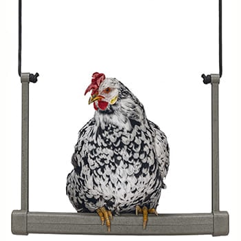 Ryom Gynge Til Høns Genbrugsplast