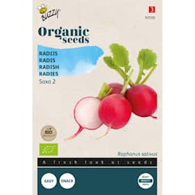 Buzzy Organic radise Saxa 2 økologiske frø