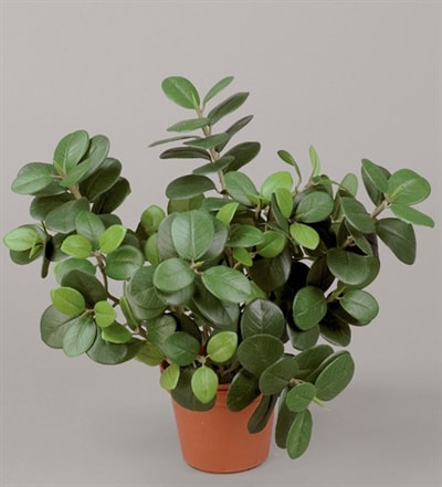 Silkeplanter kunstig Ficus Panda potteplante H30 cm
