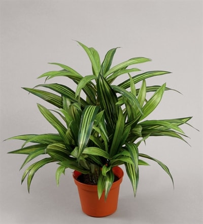 Silkeplanter kunstig Dracena plante H34 cm